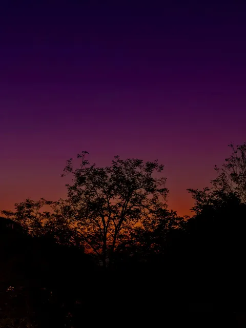 A tree against a violet dusk